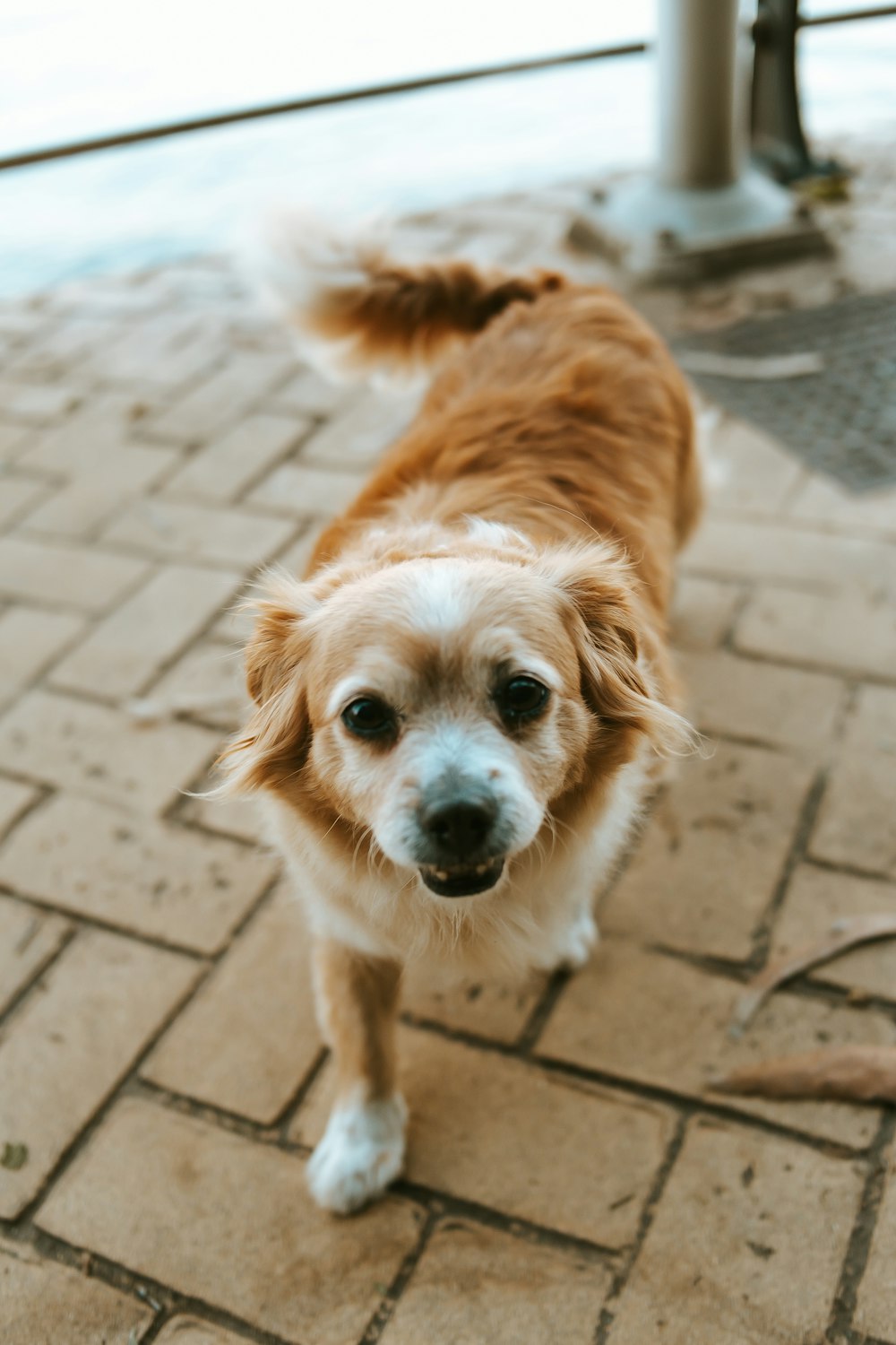 short-coated brown and white dog