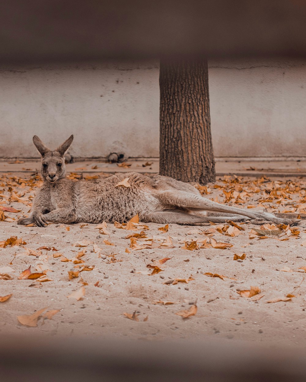 brown kangaroo