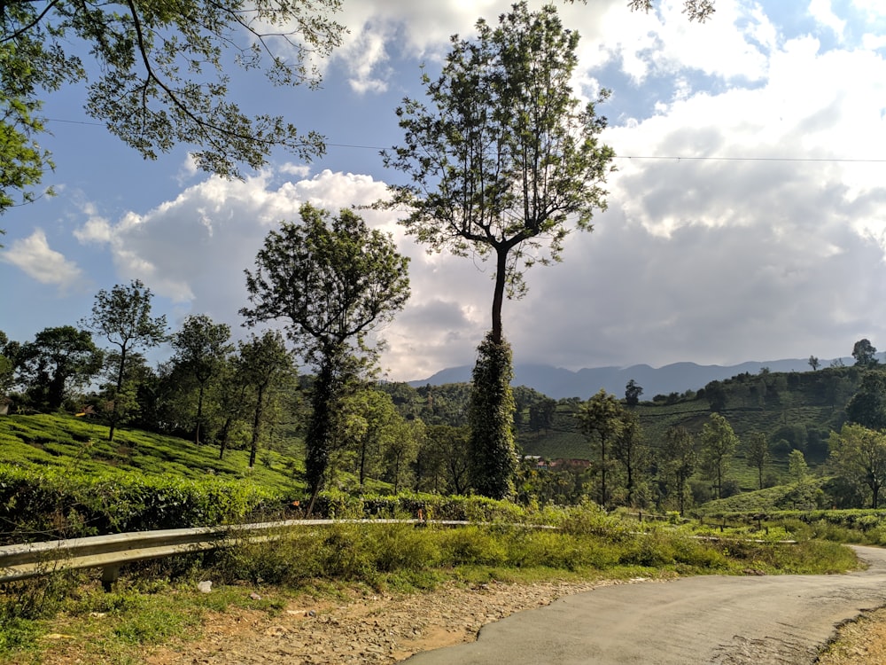 green-leaved trees