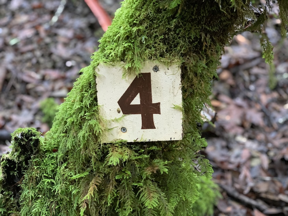 a number four sign on a tree covered in moss