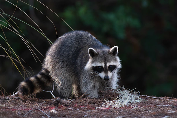 black raccoon