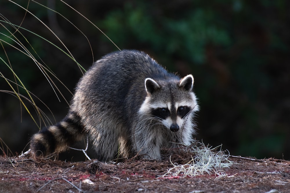 Schwarzer Waschbär