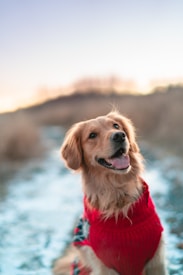 A golden retriever wearing a red sweater is sitting outdoors on a snow-covered path, with blurred, muted brown vegetation in the background. The dog appears happy and is looking slightly upwards with its mouth open, giving an impression of a smile. The sky is clear and has a soft gradient from blue to a warm hue near the horizon.
