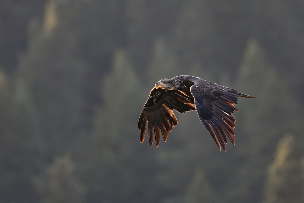 black eagle on mid air