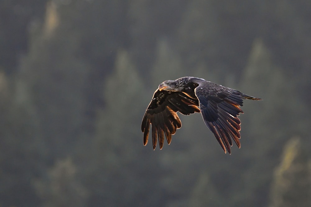 Águila negra en el aire