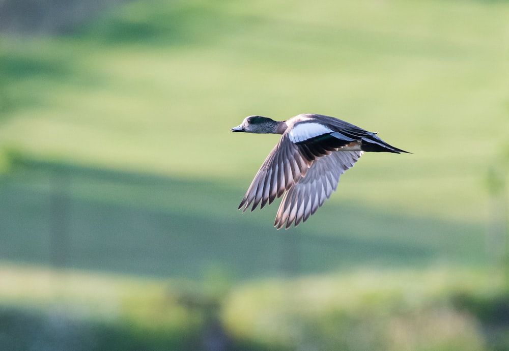 brown duck on mid air