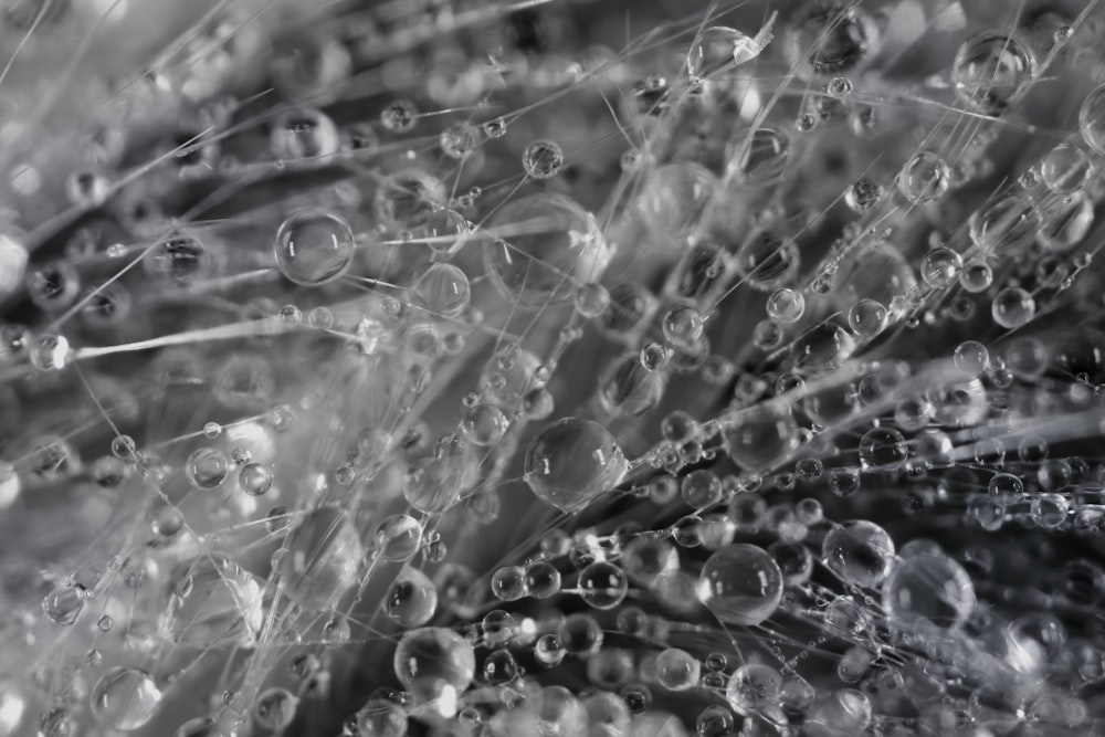 a black and white photo of water droplets on a dandelion