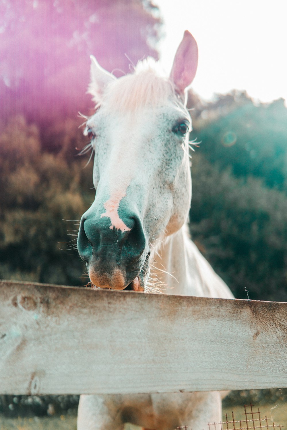 caballo blanco