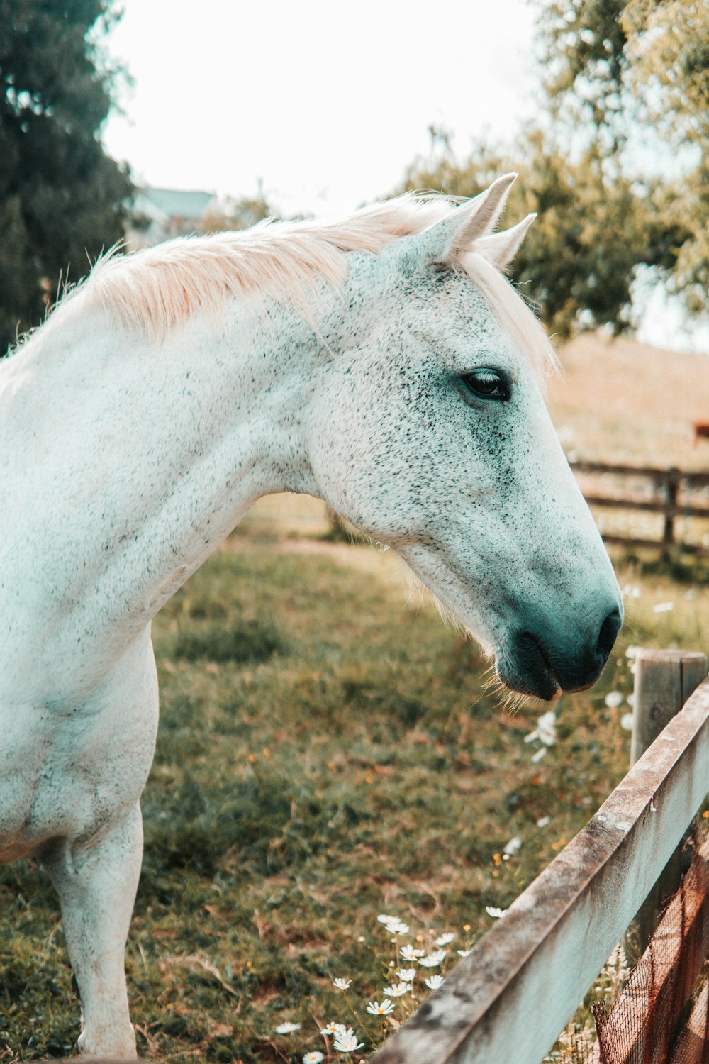 white horse