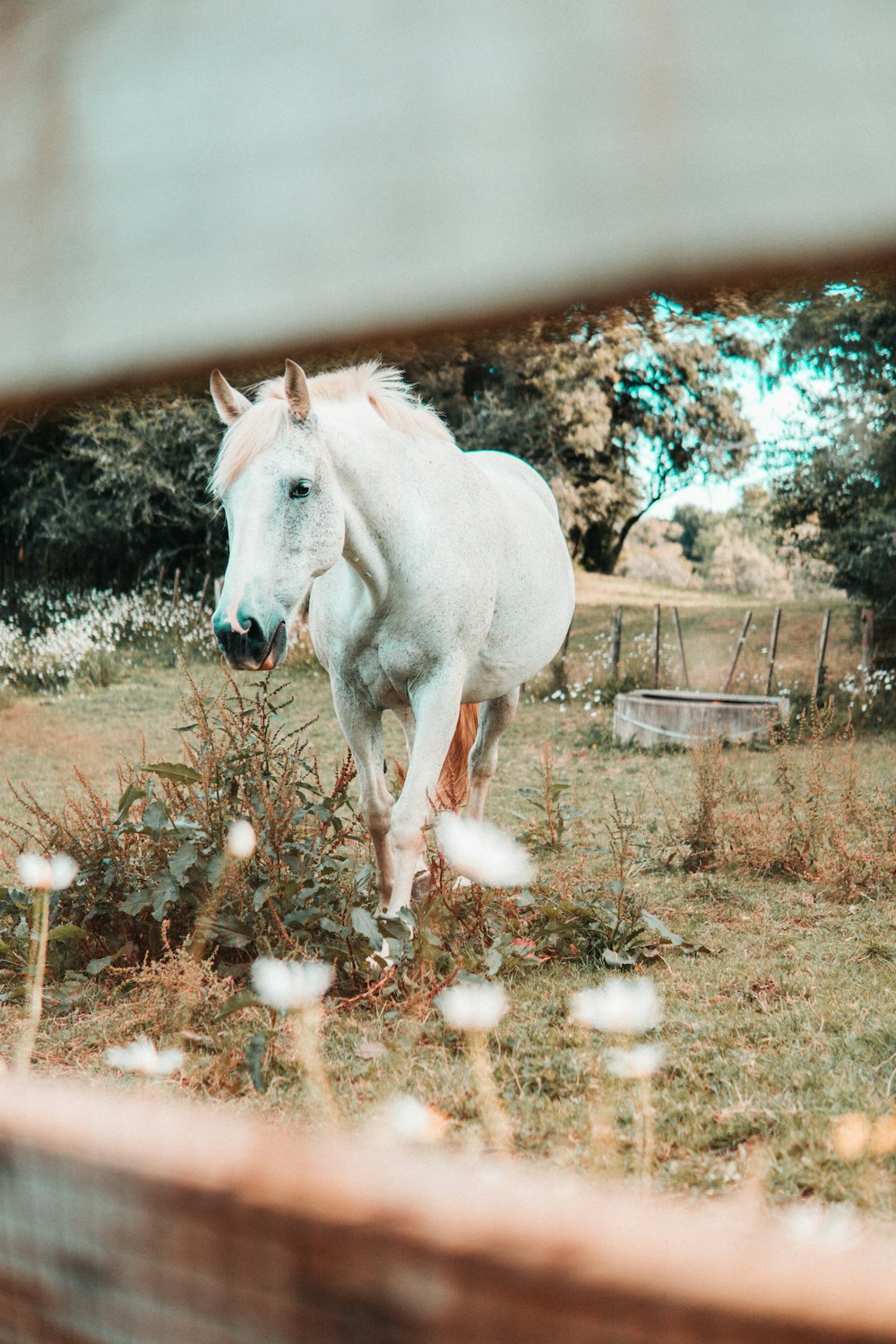 white horse