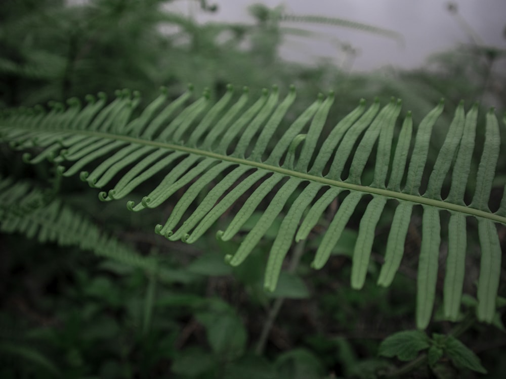 green-leafed plant