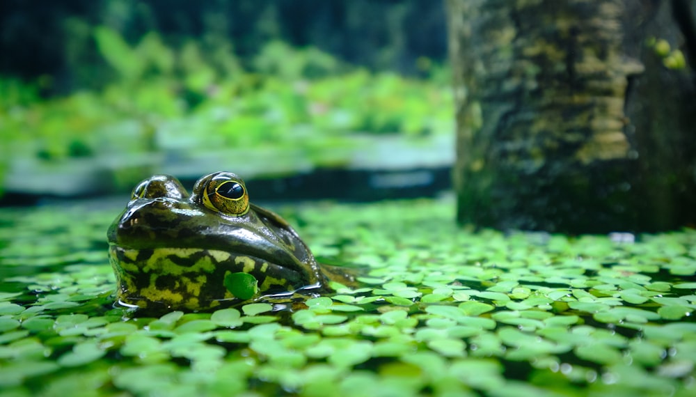 green frog on body of water