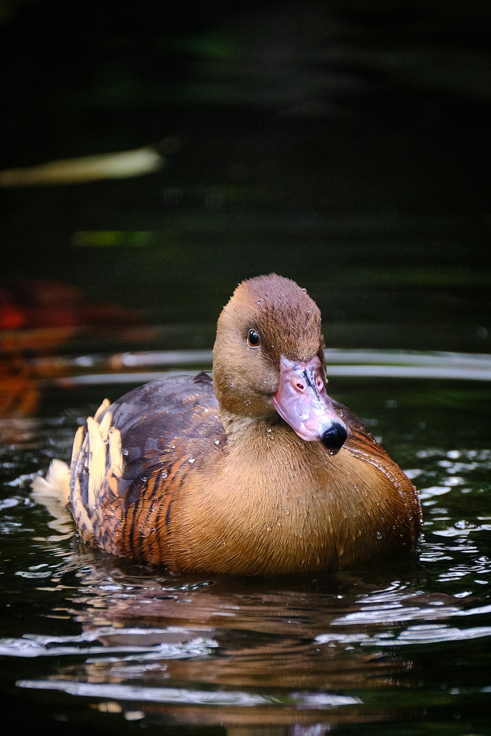 Canard brun sur plan d’eau