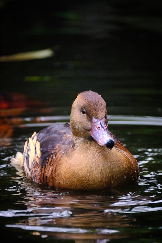 brown duck on body of water in Victoria Butterfly Gardens Canada