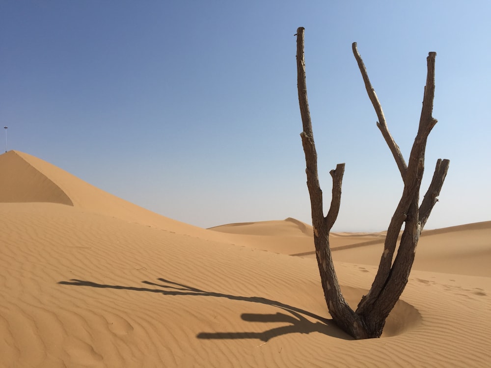 leafless tree and dessert