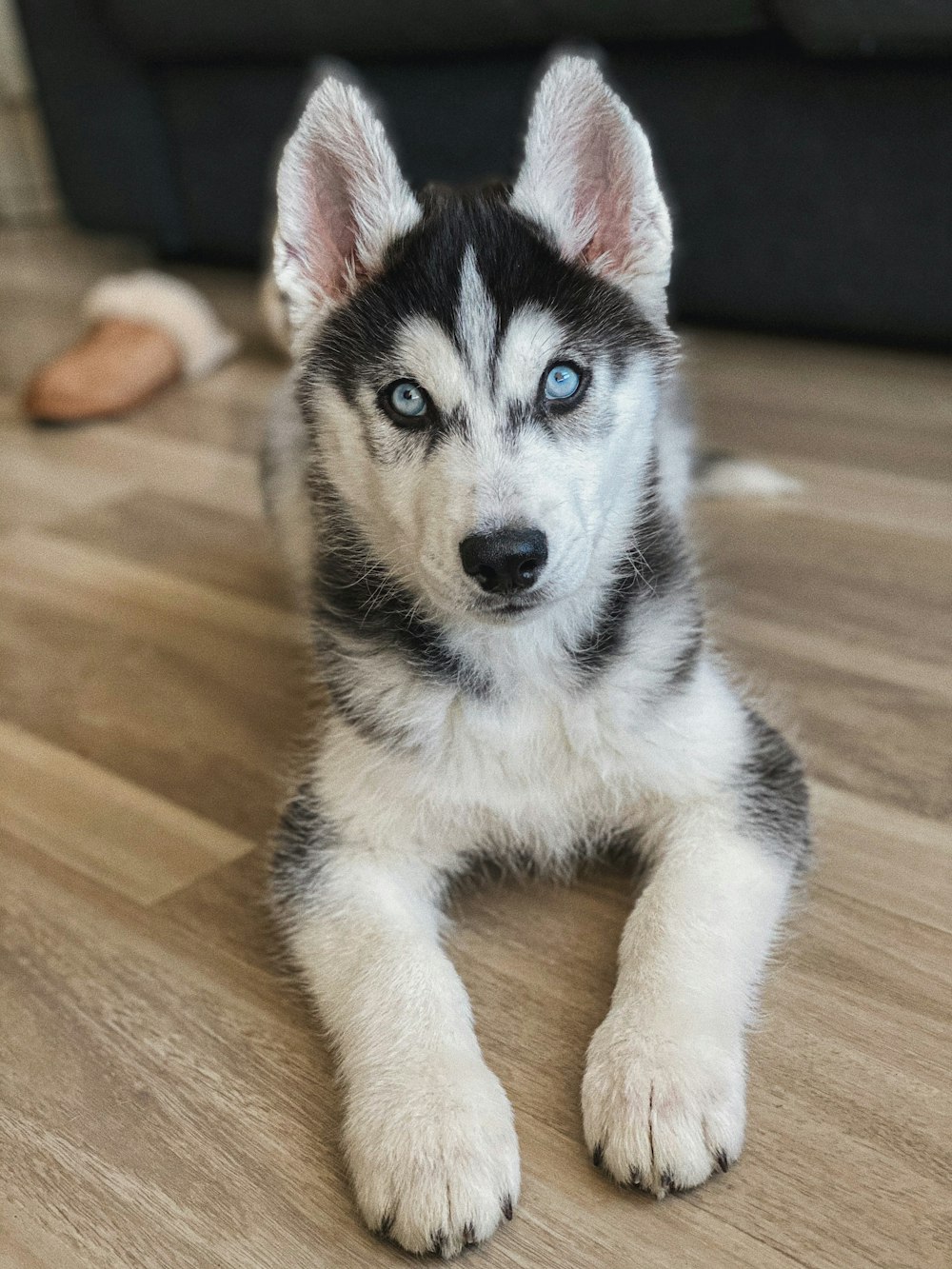 ハスキーの子犬