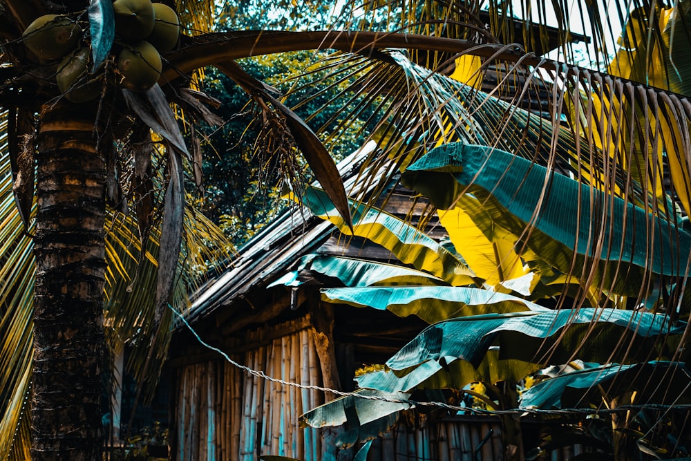 hut near tree