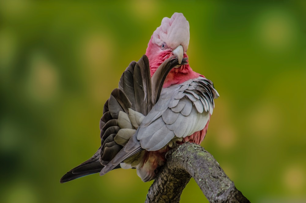 grey and red parrot