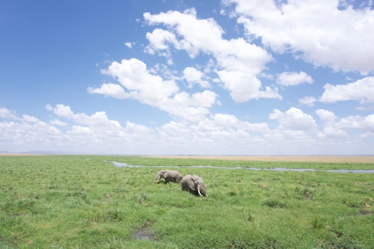 two gray elephants in Amboseli National Park Kenya