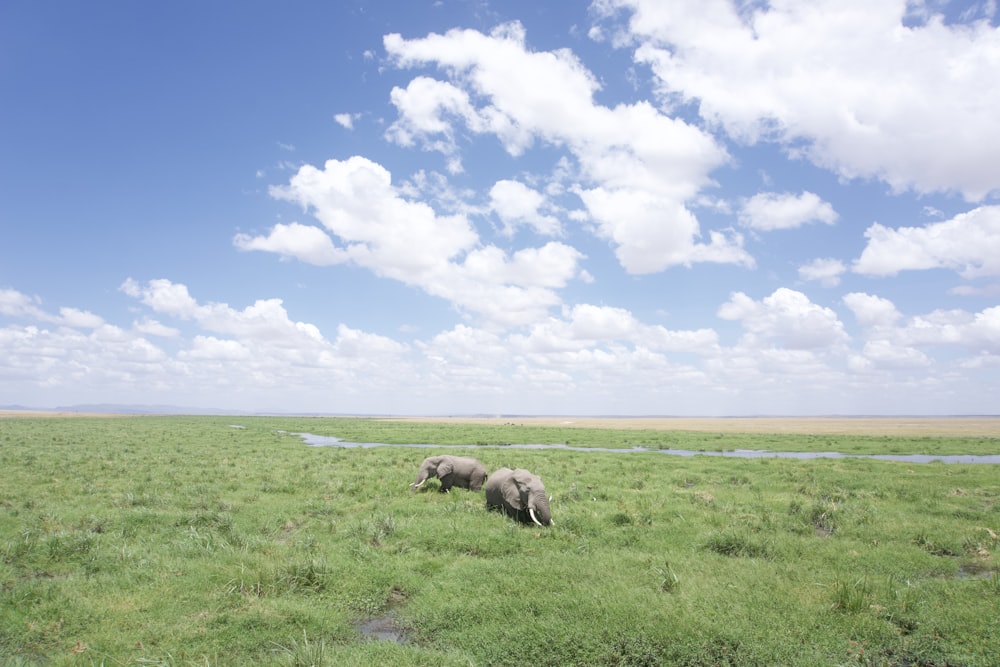 two gray elephants