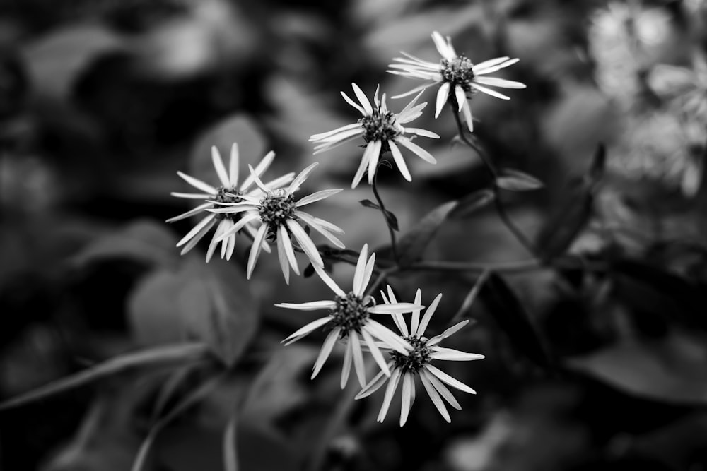 greyscale photo of flowers