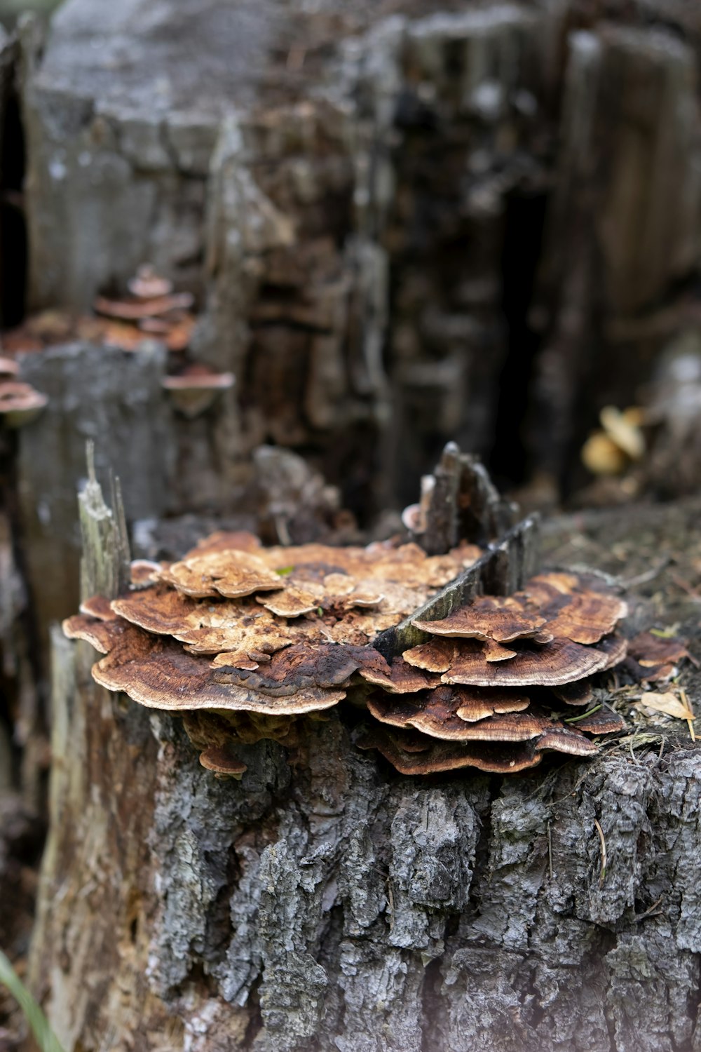 brown mushroom