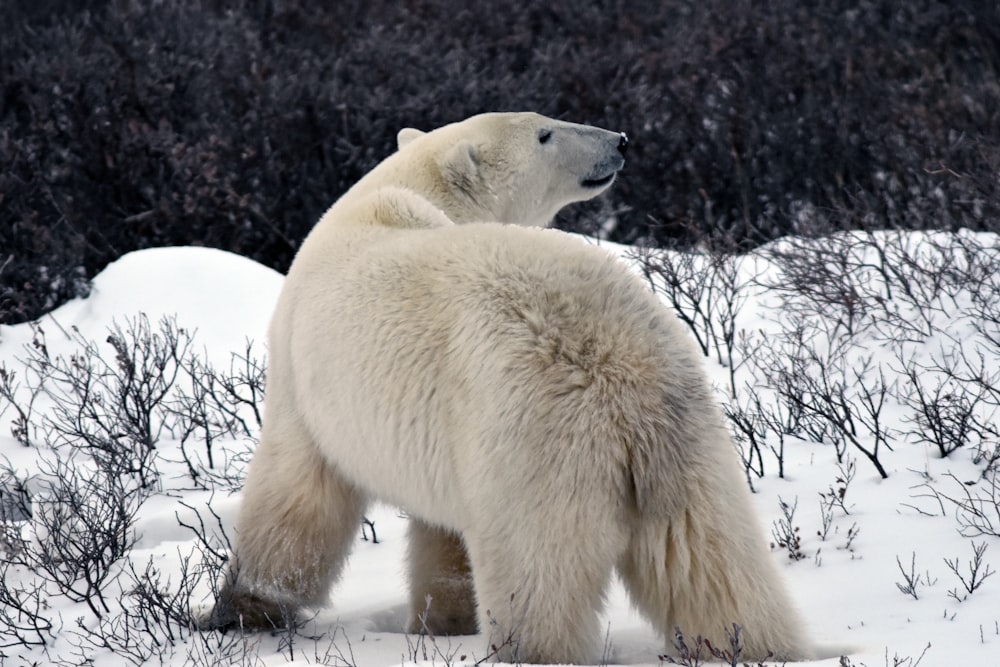 white polar bear