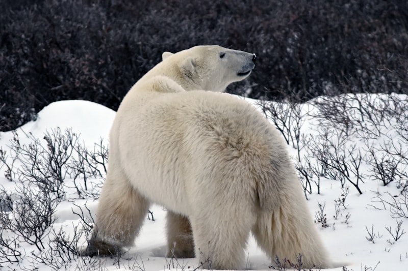 How Does Churchill’s Polar Bear Alert Program Work