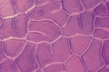 Intricate and abstract pattern resembling a close-up of a cellular structure, with irregular, organic shapes outlined by lines forming a network.