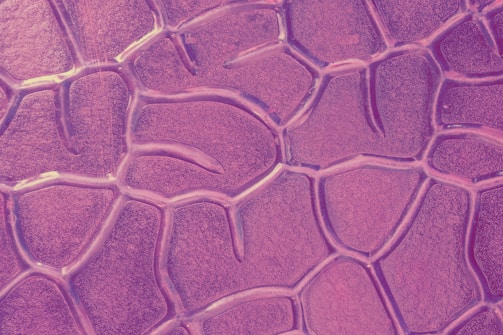 Intricate and abstract pattern resembling a close-up of a cellular structure, with irregular, organic shapes outlined by lines forming a network.
