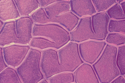 Abstract close-up of mycorhiza-inspired network pattern symbolizing growth and collaboration.