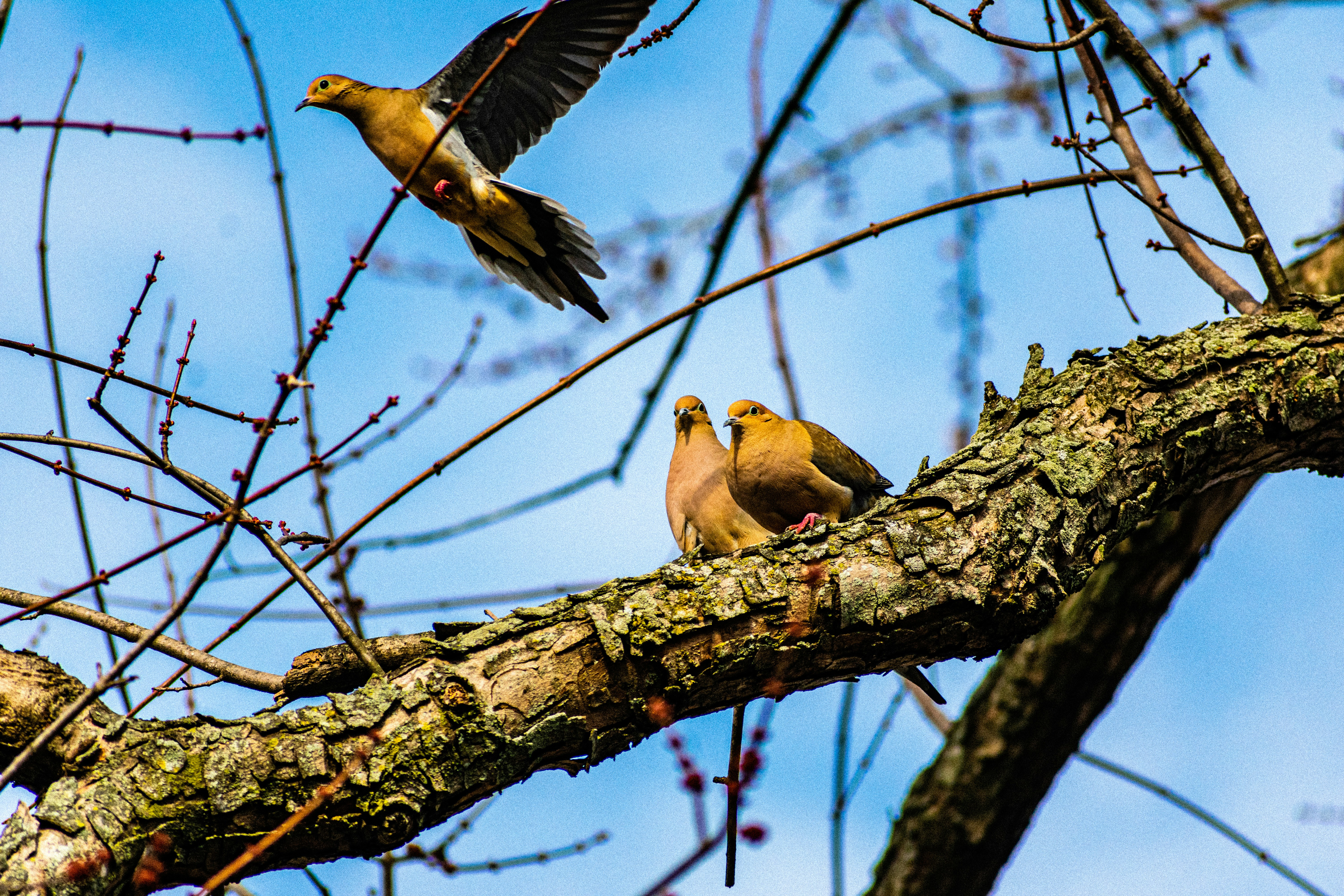 Which 4 hotels in Evansville are most sustainable?