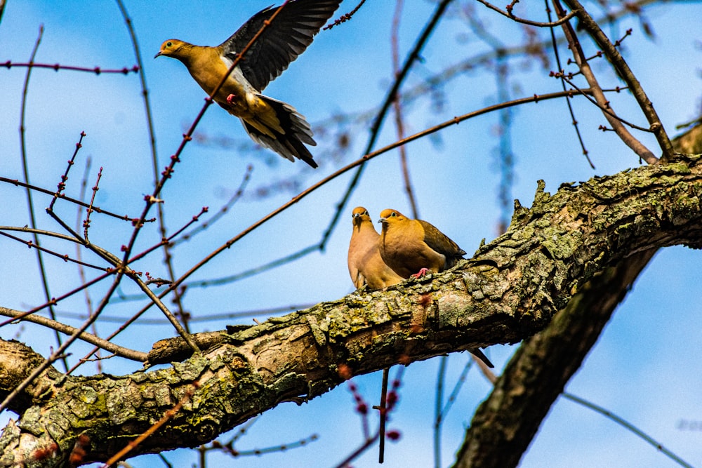 three brown birds on tree