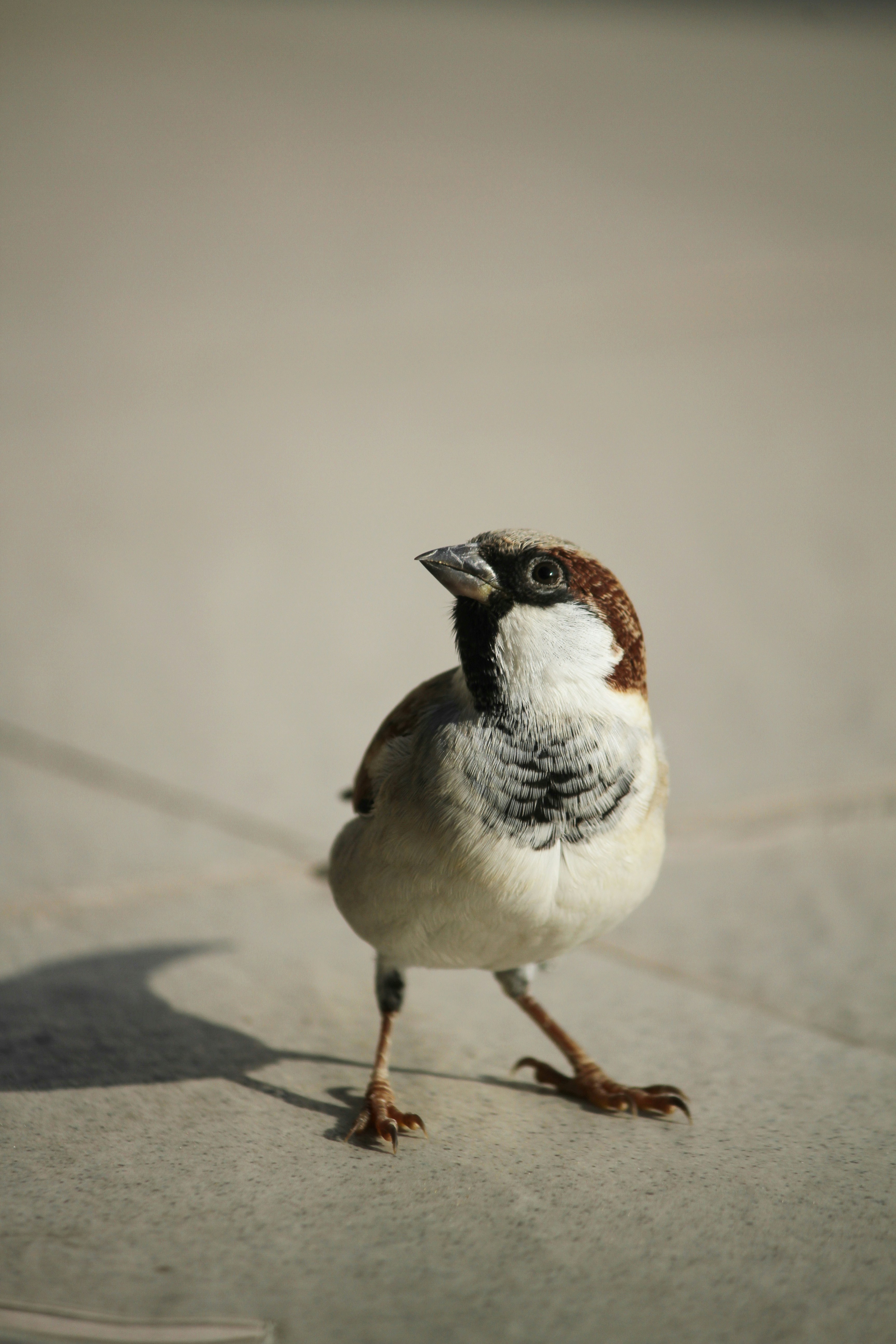 white and brown bird