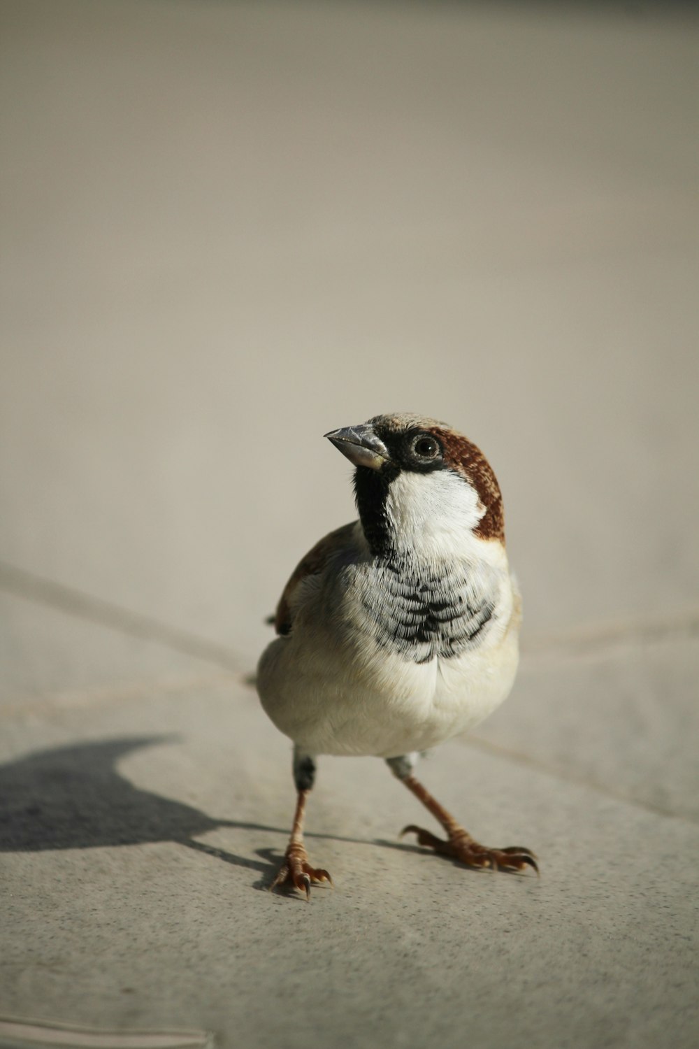 white and brown bird