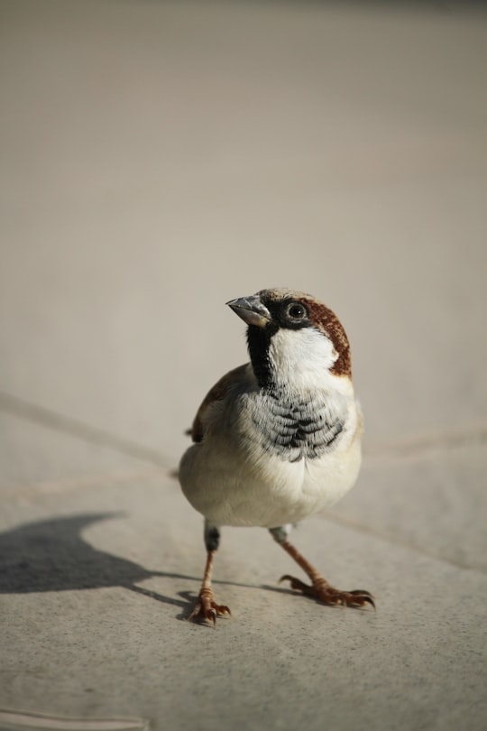 white and brown bird in Barmer India