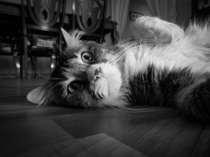 A black and white photograph features a fluffy cat lying on its back on a wooden floor. The cat gazes directly at the camera with large, curious eyes. In the background, blurred chairs and drapery suggest an indoor setting, adding a cozy touch to the scene.
