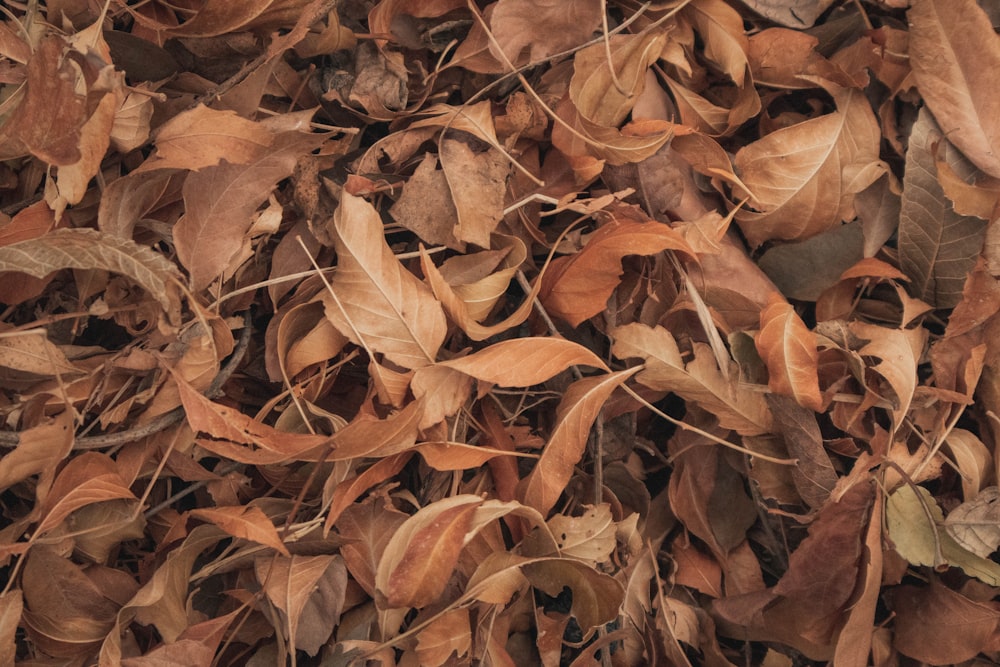 brown leaves