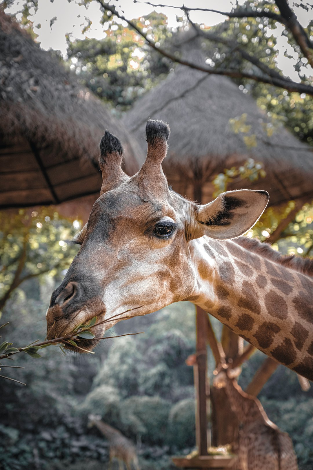 eating giraffe