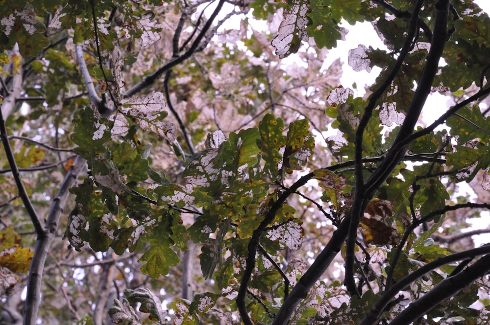 green-leafed tree