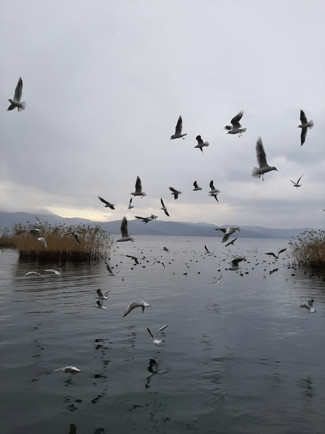 Wildlife photo spot Sapanca Sakarya