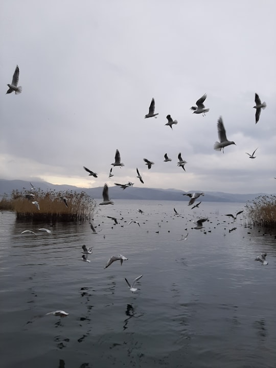 flight of birds in Sapanca Turkey