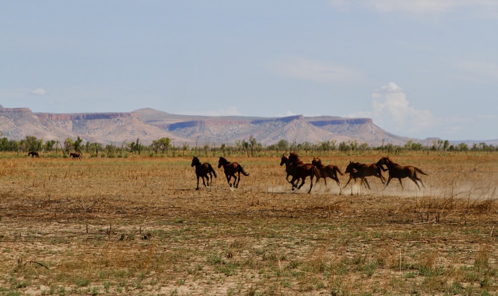 horses on field