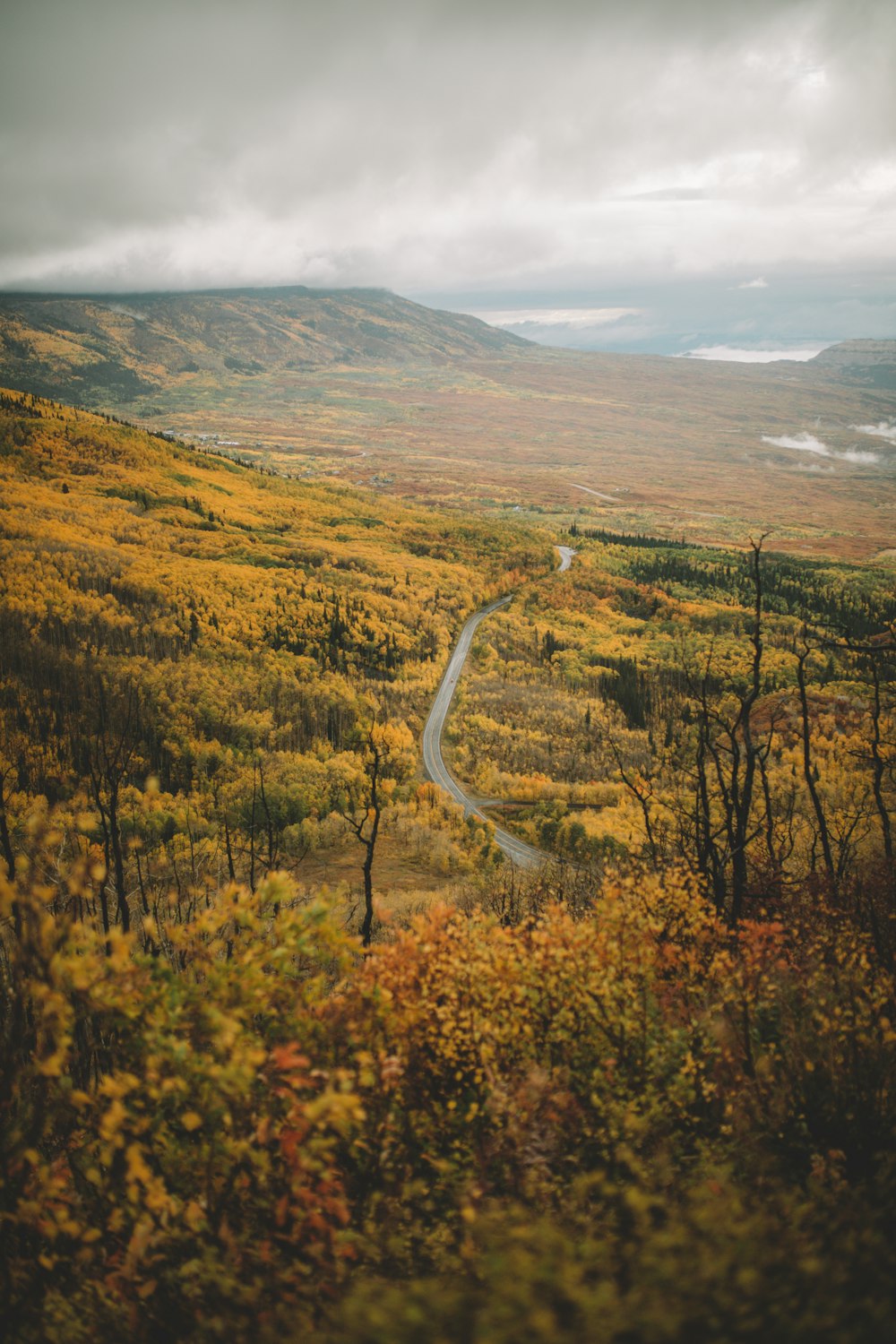 a winding road in the middle of a forest