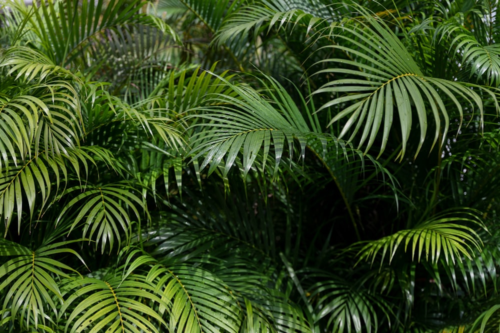 green leaf plants