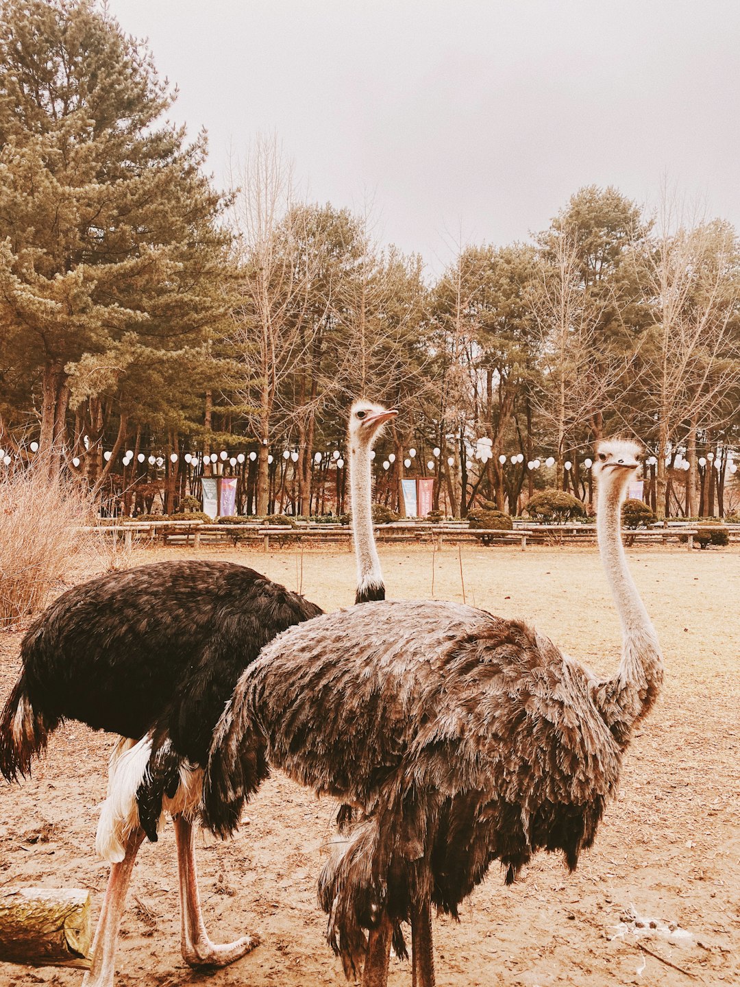 two black ostrich