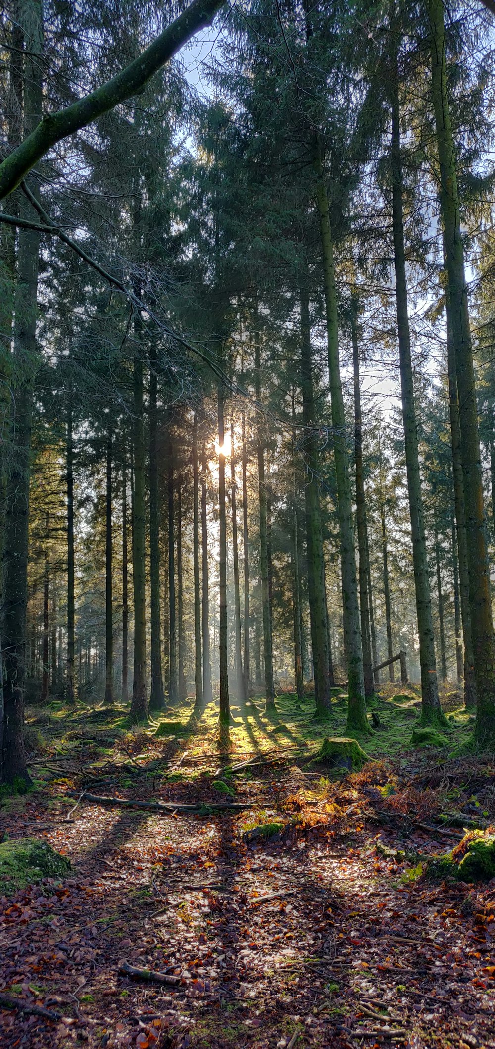 forest and sun ray light