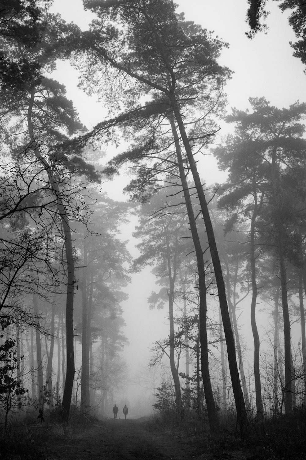 grayscale photography of two people walking along a pathway in the forest