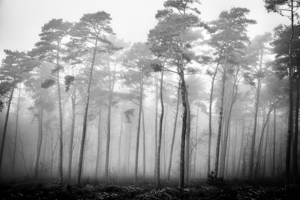 forest covered with fogs