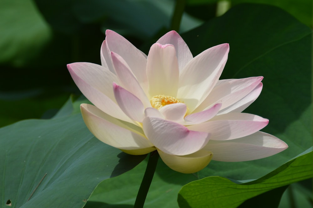 purple and white-petaled lotus flowers